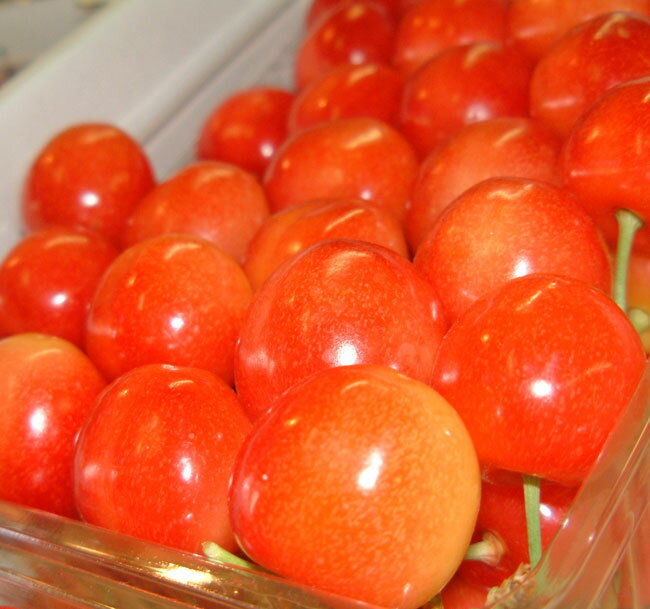 産地直送　送料無料　余市産　さくらんぼ　南陽　350g×2パック