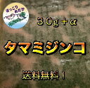 【ほっこりめだか】【送料無料】 タマミジンコ 30g / 生餌 (※北海道・沖縄・離島は不可)