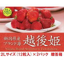 いちご 【送料無料】のし対応 ギフト　越後姫いちご 新潟県産 2Lサイズ(12粒)×2パック 贈答箱 イチゴ 果物 贈り物 お祝い 苺 母の日 ギフト プレゼント 御祝い 産直 えちごひめ 高級 農家直送