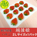 いちご 【送料無料】 のし対応 ギフト 越後姫いちご 新潟県産 2Lサイズ12粒×1パック 白箱 イチゴ 果物 ご自宅用 苺 母の日 プレゼント 御祝い 産直 えちごひめ 農家直送