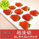 【送料無料】のし対応 ギフト 越後姫いちご 新潟県産 3Lサイズ9粒×1パック 白箱 イチゴ 果物 ご自宅用 苺 母の日 プレゼント 御祝い 産直 えちごひめ スイーツ