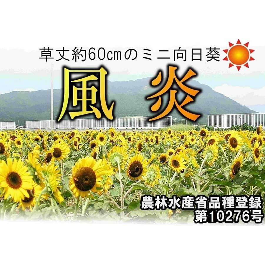 送料無料 ひまわりの種 風炎 5ml 約100粒 ヒマワリ 向日葵 種子 花の種 園芸 花 ひまわり種子