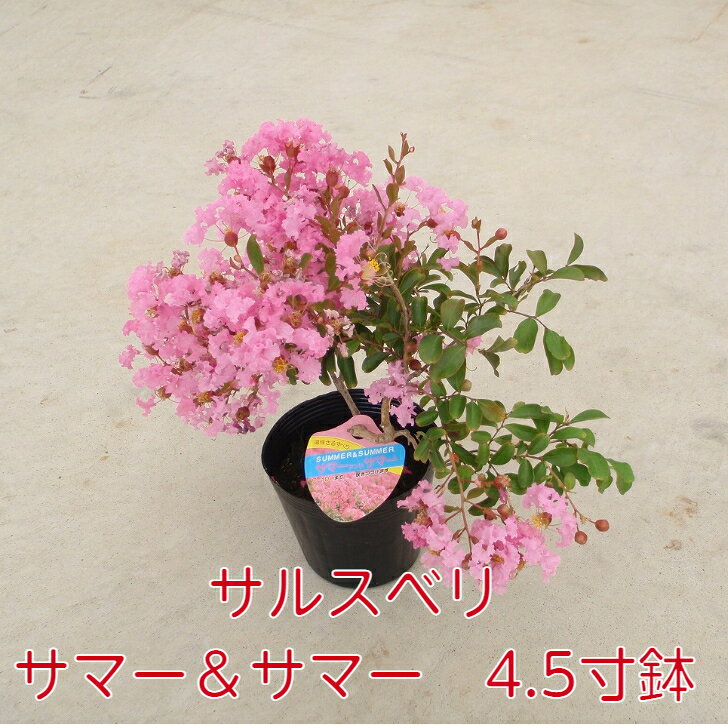 花の少ない夏を鮮やかに彩ります サルスベリ サマー 4 5寸 苗木 百日紅 さるすべり 98 以上節約 夏の花 這性 桃色 花壇 庭 鉢植え ピンク 矮性