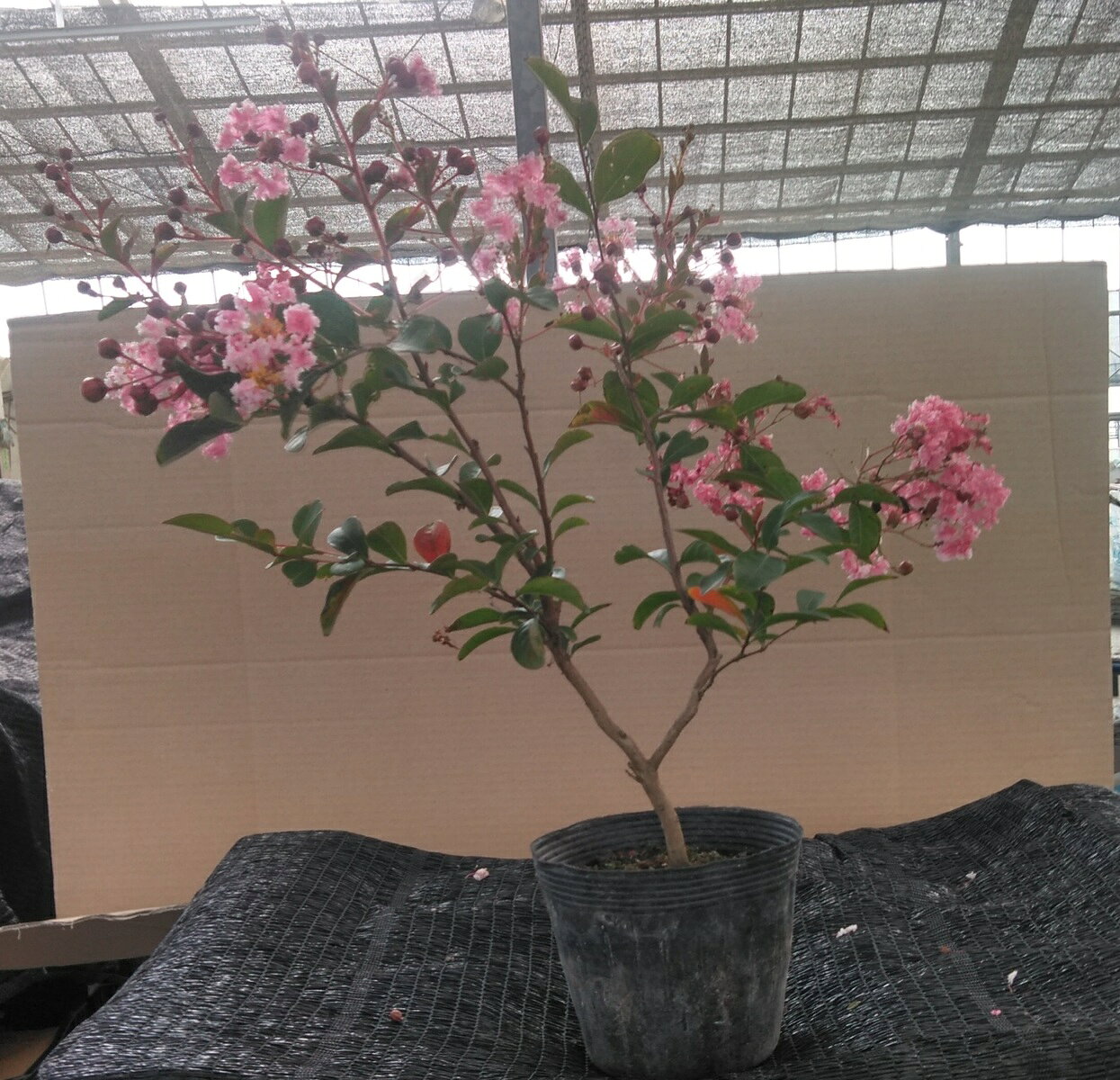 花の少ない夏を鮮やかに彩ります サルスベリ サマーフリル 4 5寸 苗木 百日紅 桃白色の花 矮性 這性 激安本物 さるすべり 夏の花