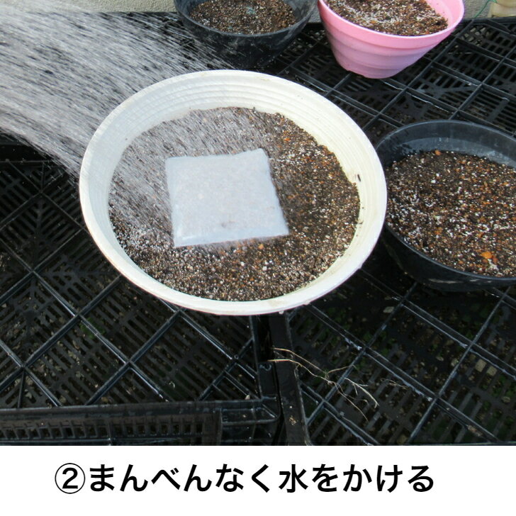 送料無料ネモフィラ簡単パック水をやるだけかんたん花が咲くガーデニング青い花春秋花のタネ水をやるだけ
