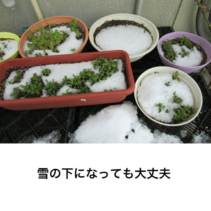 送料無料ネモフィラ簡単パック水をやるだけかんたん花が咲くガーデニング青い花春秋花のタネ水をやるだけ