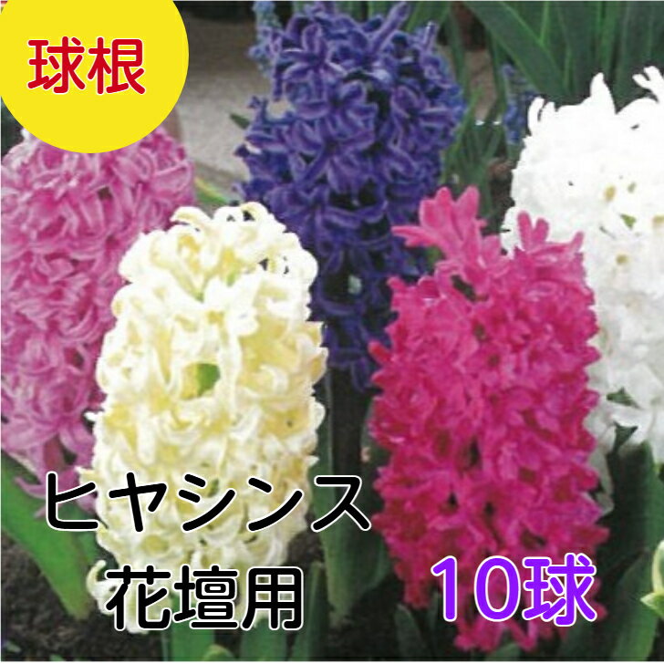 送料無料 球根 ヒヤシンス 10球詰め 花壇用 白 黄 赤 桃 青紫 ヒアシンス