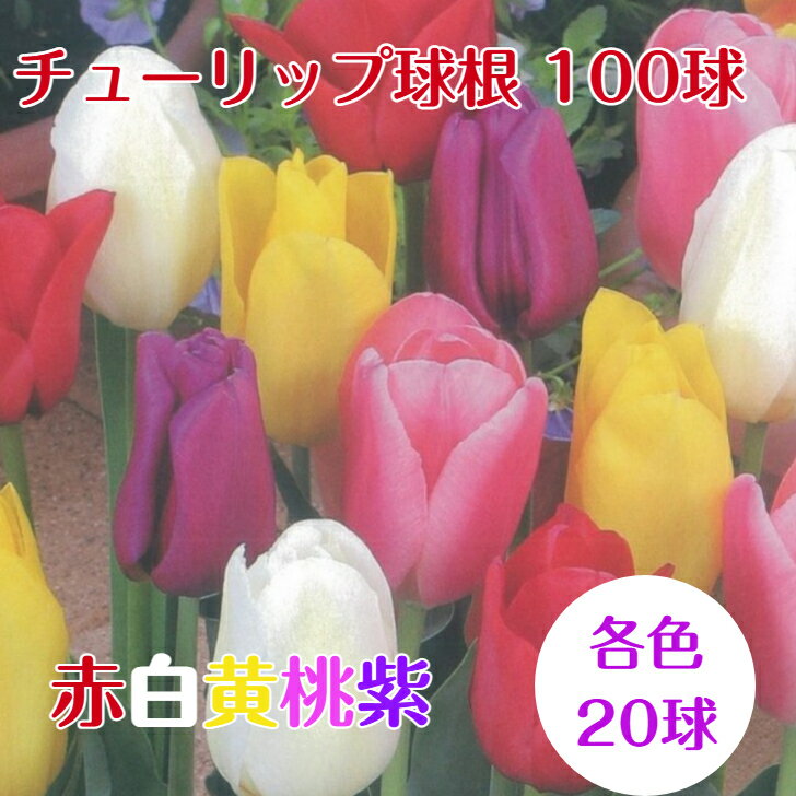 送料無料 球根 チューリップ 袋詰め 100球 一重咲 赤 白 桃 黄 紫 5色各20球ずつ