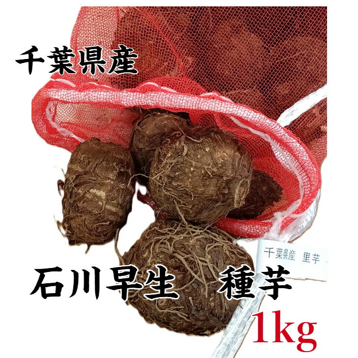 【送料無料】種芋 里芋 サトイモ 石川早生 約1kg 国産 さといも 畑 園芸 栽培 千葉県産
