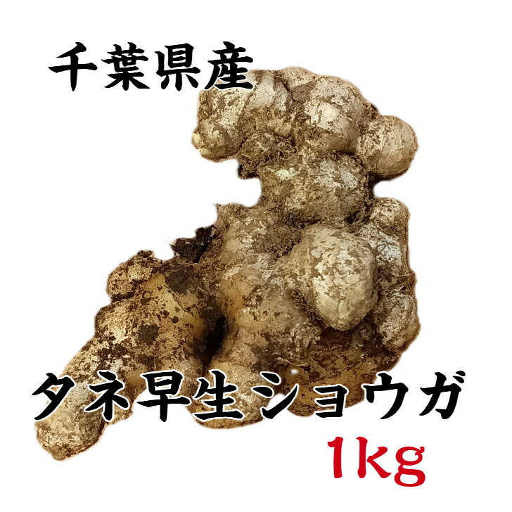 Rakuten - 【送料無料】千葉産 種生姜 早生生姜 約1kg 国産 栽培 ショウガ タネ ガーデニング 農業 しょうが