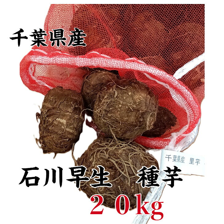 石川早生里芋 種芋 5kg 楽天市場】里芋 石川 早生 種芋の通販
