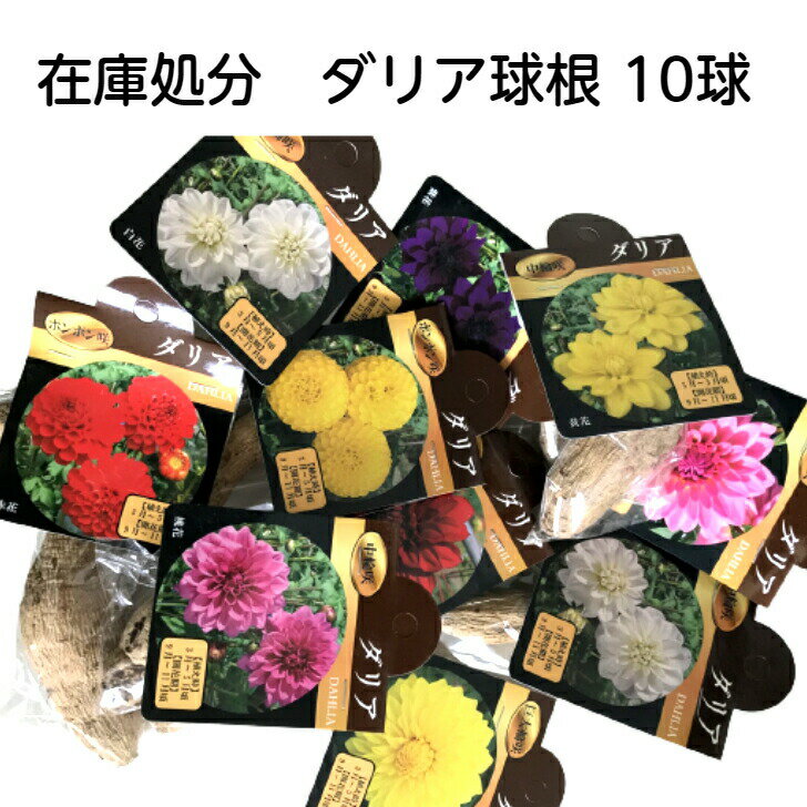 在庫処分 送料無料 ダリア球根 ミックス 10球 おまかせ ガーデニング 園芸 花