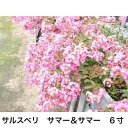 サルスベリ サマー&サマー 6寸 苗木 百日紅 さるすべり 夏の花 矮性 這性 桃色 ピンク 鉢植え 花壇 庭