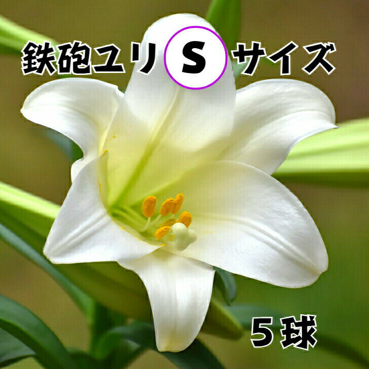 送料無料 球根 テッポウユリ 5球詰め Sサイズ 鉄砲ユリ 百合