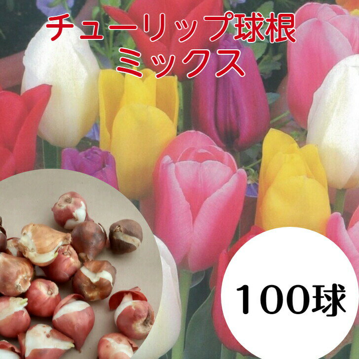 処分特価 送料無料 球根 チューリップ バラエティミックス 袋詰め 100球 ランダム袋詰め