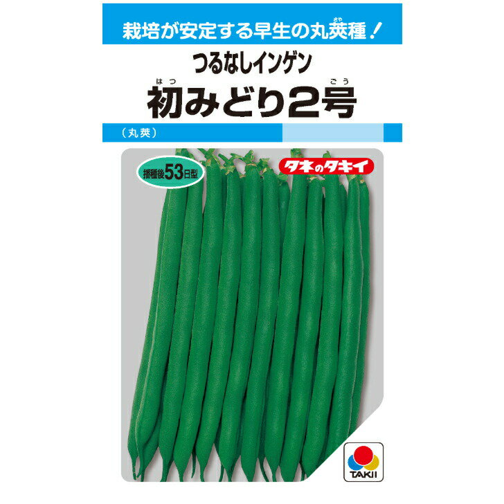 タキイ交配 つるなしインゲン 初みどり2号 MF27ml 野菜種子 菜豆 インゲン