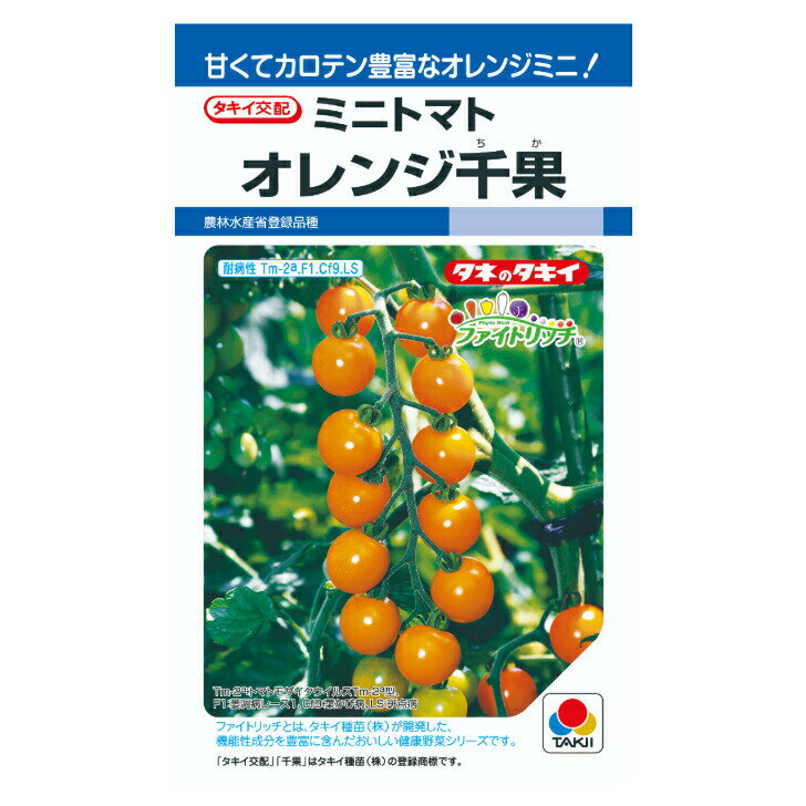 タキイ交配 オレンジ千果 ミニトマト DF16粒 野菜のタ