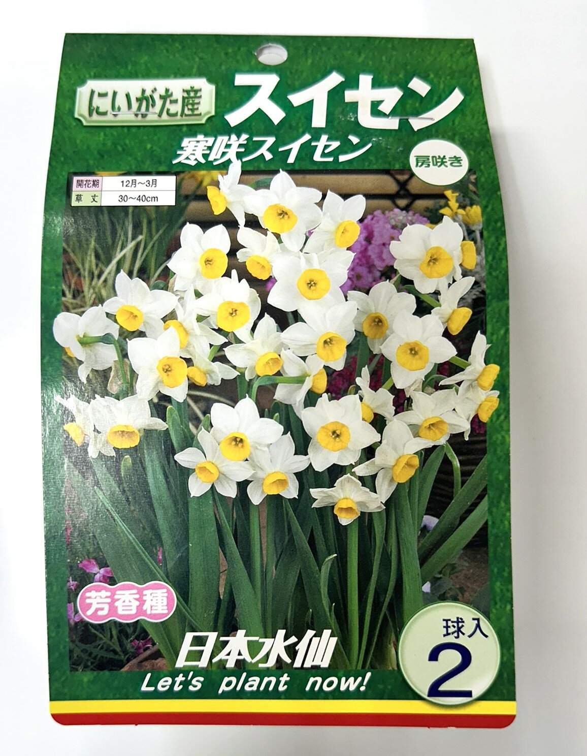 送料無料球根寒咲日本水仙2球入