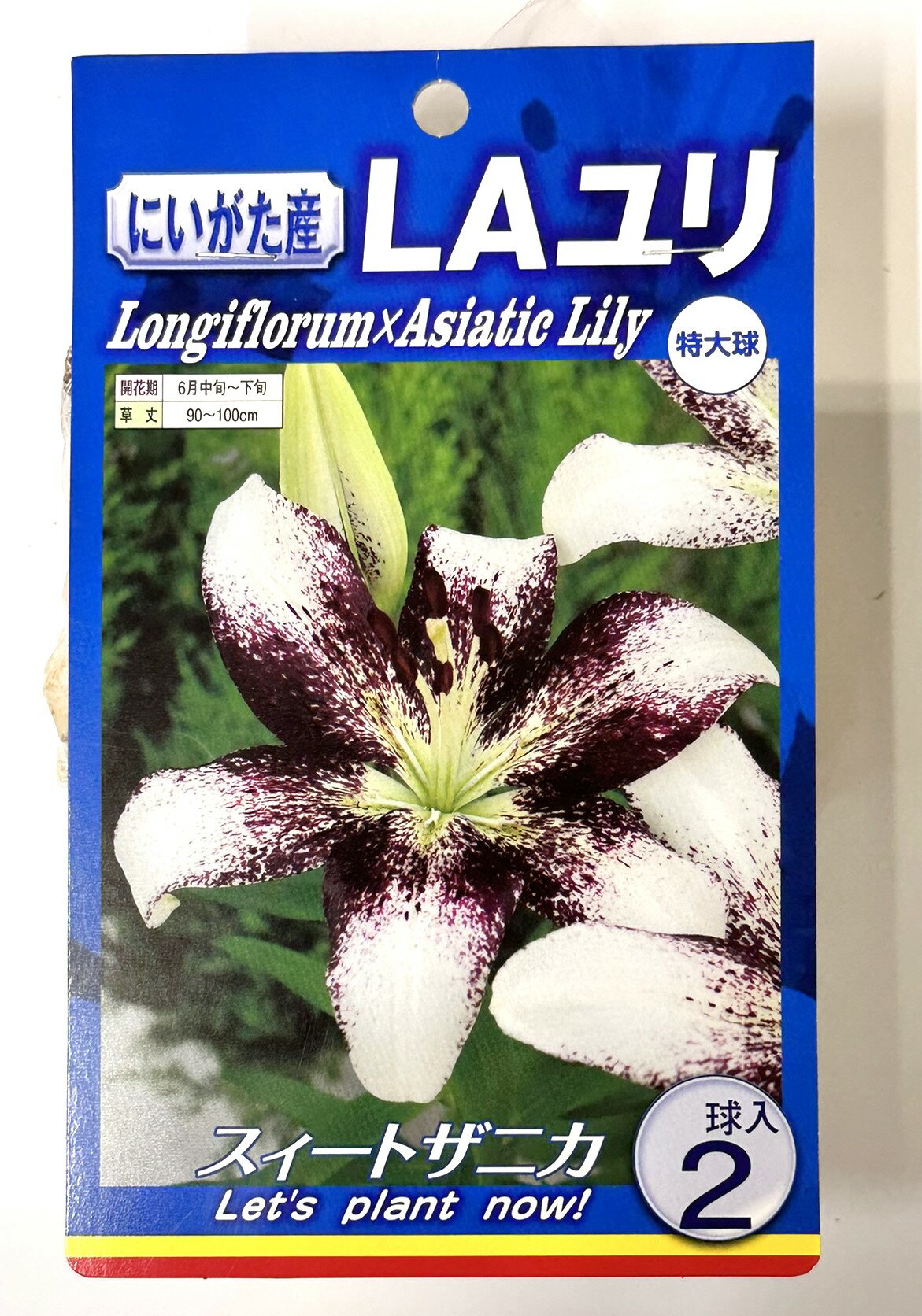 送料無料 球根 LAユリ スイートザニカ 白に紫 1球入れ ゆり 百合 スィートザニカ