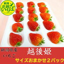 【送料無料】のし対応 ギフト 越後姫いちご 新潟県産 サイズおまかせ×2パック 白箱 イチゴ 果物 ご自宅用 苺 母の日 スイーツ プレゼント 御祝い 産直 農家直送