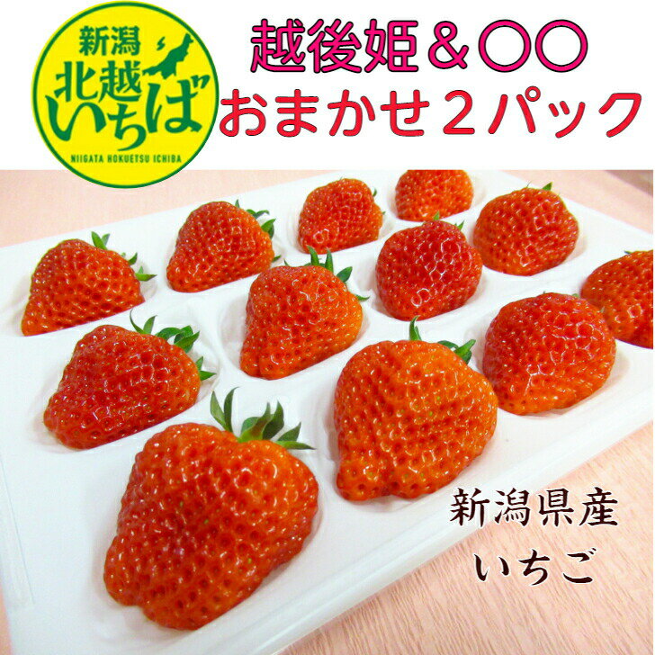 いちご 【送料無料】のし対応 ギフト 新潟県産 越後姫いちご＆〇〇 品種おまかせ2パック 食べ比べ 白箱 イチゴ 果物 ご自宅用 苺 母の日 スイーツ プレゼント 御祝い 産直 農家直送