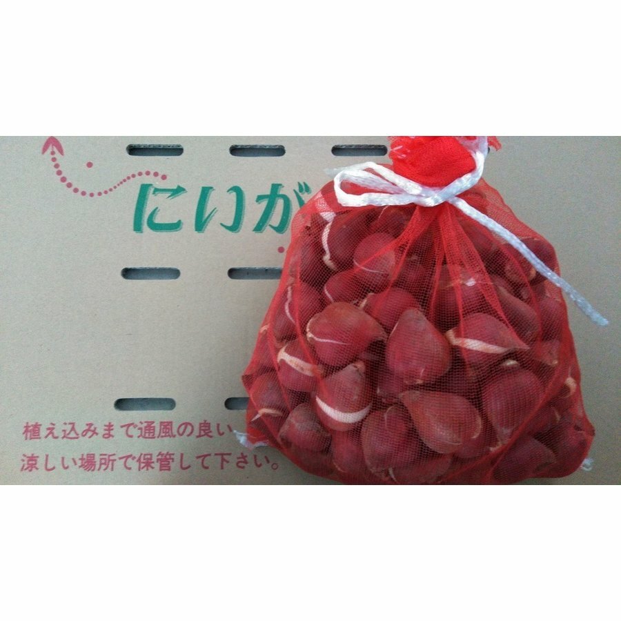 送料無料 球根 チューリップ 50球袋詰 一重咲 赤 白 桃 黄 から選択