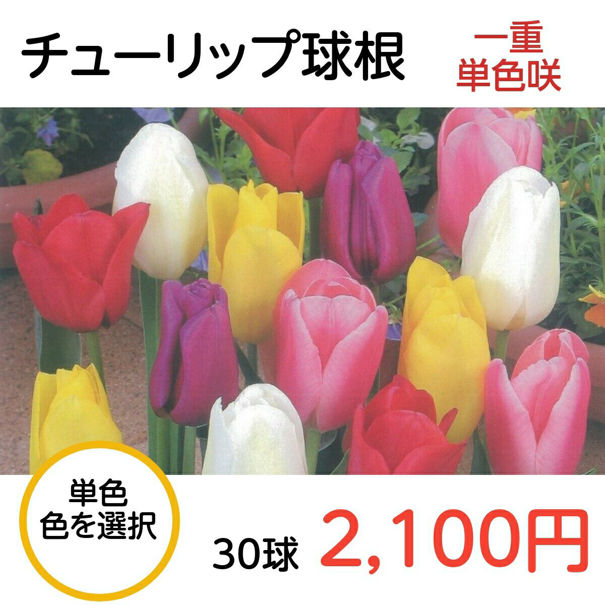 送料無料 球根 チューリップ 単色 30球 袋詰め 色を選択 赤 白 黄 紫 橙