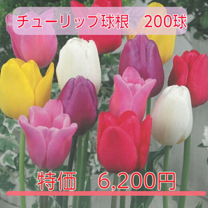 送料無料 球根 チューリップ バラエティミックス 袋詰め 200球 ランダム袋詰め