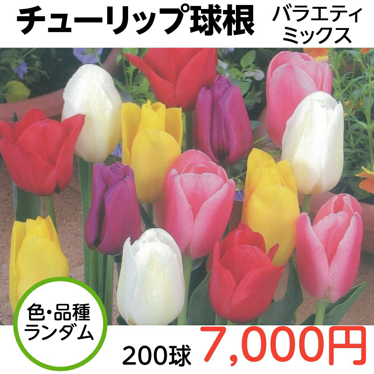 送料無料 球根 チューリップ バラエティミックス 袋詰め 200球 ランダム袋詰め