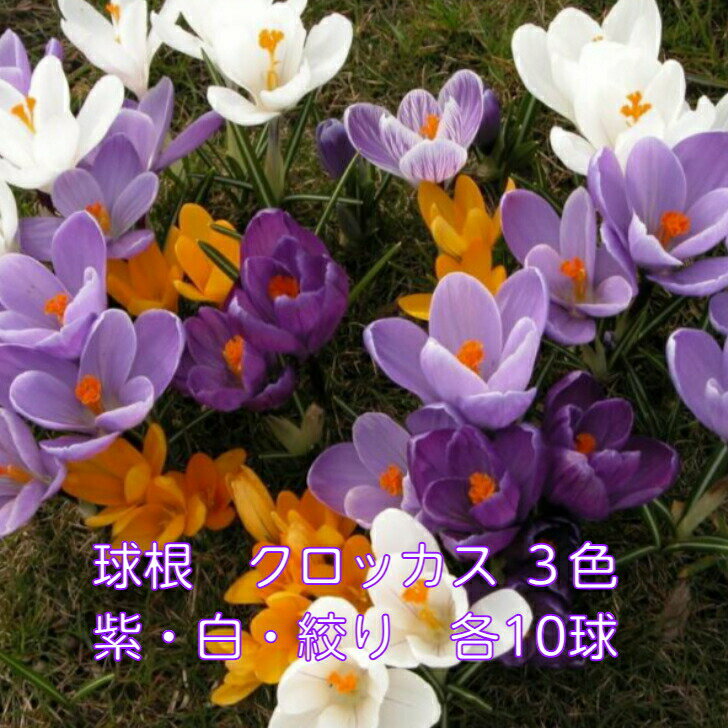送料無料　球根　クロッカス　3色セット　30球(各10球)　白/紫/絞りのサムネイル
