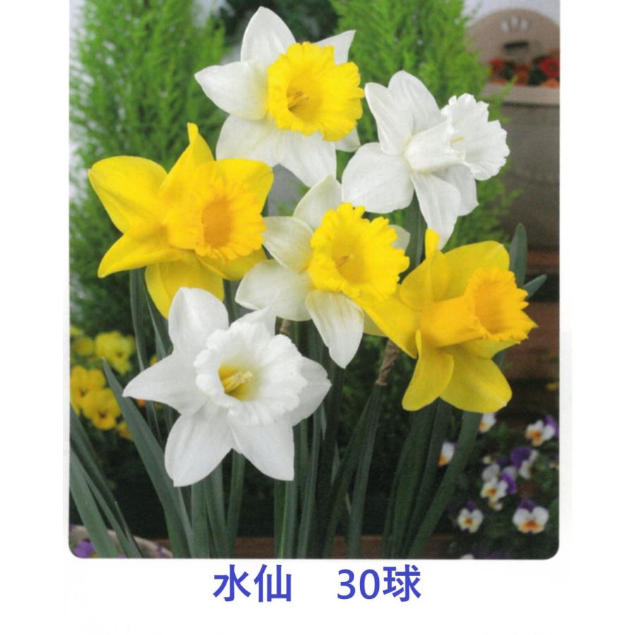 送料無料 球根 水仙 ミックス 袋詰め 30球