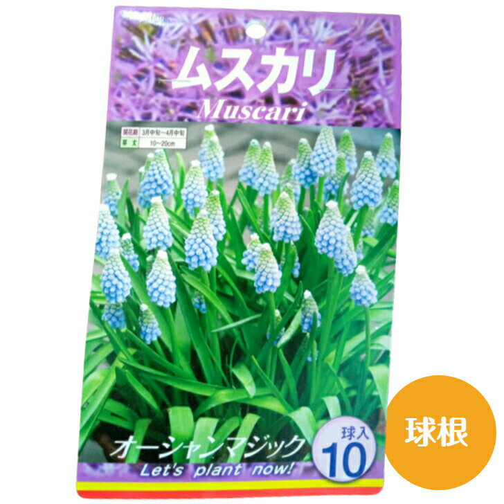 送料無料 球根 ムスカリ 青 オーシャンマジック 10球入れ