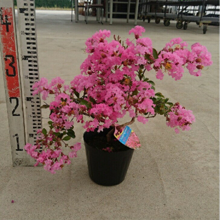 サルスベリ サマー＆サマー 4.5寸 苗木 百日紅 さるすべり 夏の花 矮性 這性 桃色 ピンクのサムネイル