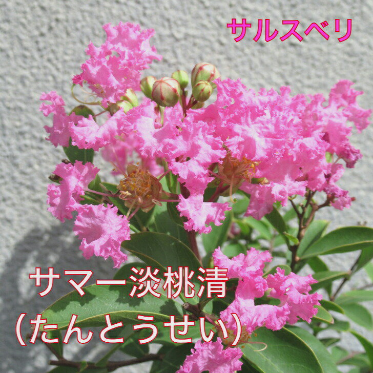 サルスベリ サマー淡桃清 (たんとうせい) 4.5寸 苗木 百日紅 さるすべり 夏の花 矮性 這性 薄い桃色の花