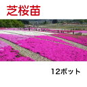 芝桜苗 単色12ポット 紅桃 桃 青系 濃桃 白 白桃斑 6色より選択 シバザクラ グランドカバー 花 庭