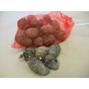 種芋 里芋 サトイモ 大和早生 約20kg 国産 栽培 さといも 農業 ガーデニング