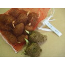 【送料無料】種芋 里芋 サトイモ 土垂 約1kg 国産 さといも 畑 園芸 栽培