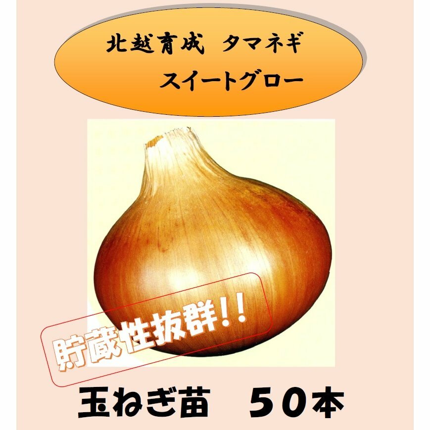 【予約】北越育成 玉ネギの苗 スイートグローブ 50本束 たまねぎ タマネギ 玉ねぎ 北越農事 野菜の苗 玉葱苗のサムネイル