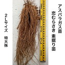 アスパラガス苗 恋むらさき 2Lサイズ 1株 特大株 素掘り苗 紫アスパラ アスパラ苗 家庭菜園 栽培