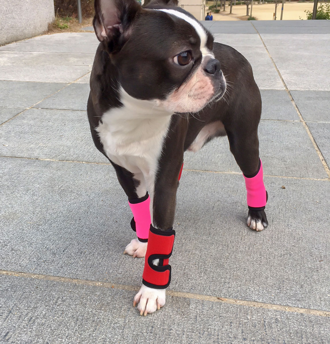 わんダフルサポーター(前脚用)超小型犬用【山本化学工業】