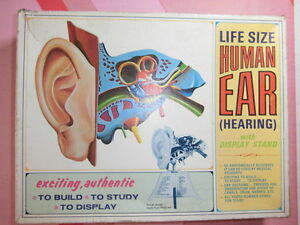 【送料無料】ホビー　模型車　車　レーシングカー モデルライフサイズパイロanatomia humana man anatomy model human ear hearing lab life size pyro