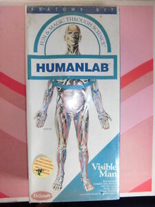 【送料無料】ホビー　模型車　車　レーシングカー モデルanatomia humana man anatomy model visible man