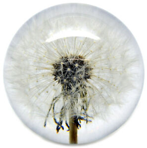 【送料無料】腕時計　ミディアムタンポポペーパーウェイトmedium dandelion paperweight made with a real flower