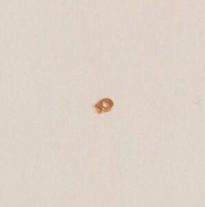 【送料無料】腕時計　クリッコクリ