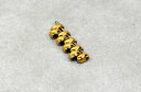 【送料無料】腕時計 ラドフィレンツェブレスレットゴールドコートリンクrado florence 16mm watch bracelet goldcoated l...