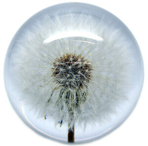 【送料無料】腕時計　タンポポペーパーウェイトlarge dandelion paperweight made with a real flower