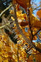 【送料無料】ジュエリー・アクセサリー エルベンチェーンネックレスブロンズジュエリーファンシーエルフcollier chainemaille elfique bronze feuilles bijoux medievale fantaisie elfe(4)