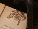 yzWG[EANZT[ uu`c[~jzCgp[Be[WS[ftBIWibroche branche arbre du pin mini perle blanc vintage dore fin original xz1