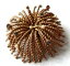 【送料無料】ジュエリー・アクセサリー ラインストーンゴールドトーンブローチピンツイストスターバーストbroche ancienne dore perle strass fontaine goldtone brooch pin twist starburst