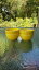 【送料無料】キッチン用品・食器・調理器具・陶器　セット小さなビストロボウルヒマワリイエローホーマーラフリンフィエスタウェア新しいオンスset 4 Small Bistro BOWLS Sunflower yellow HOMER LAUGHLIN FIESTA WARE 22 OZ. NEW